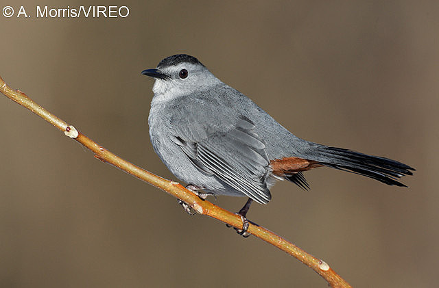 Gray Catbird